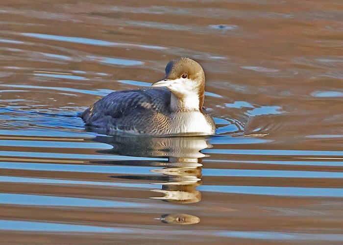 Pacific Diver