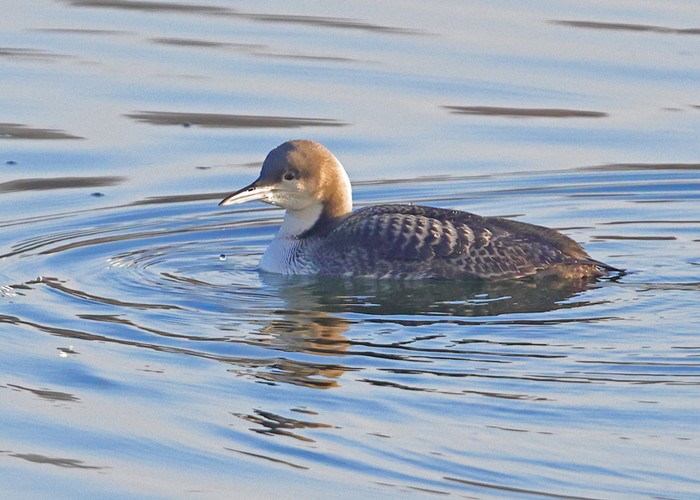 Pacific Diver