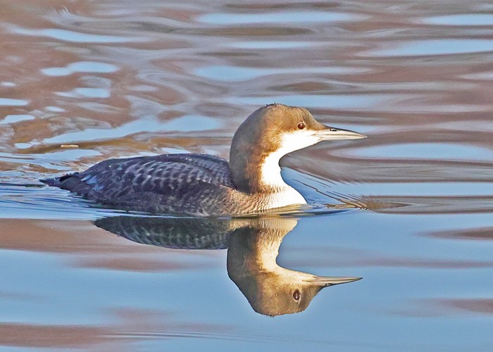 Pacific Diver