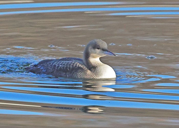 Pacific Diver