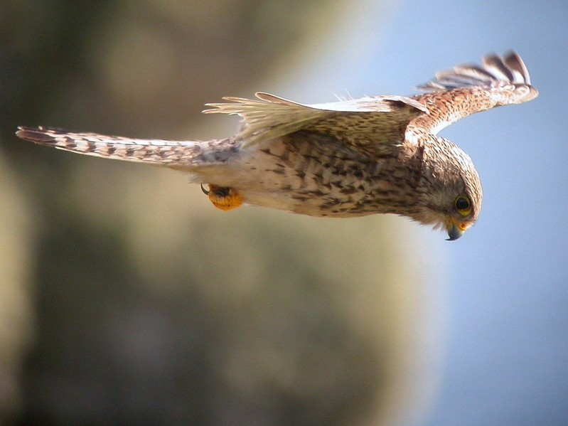 Kestrel