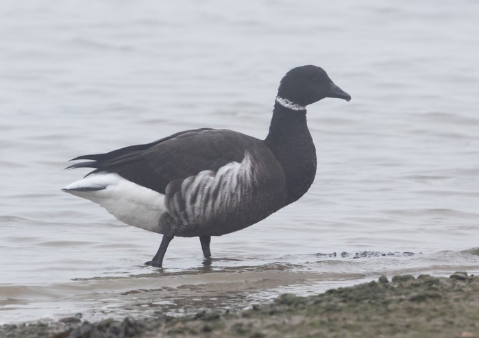 Black Brant
