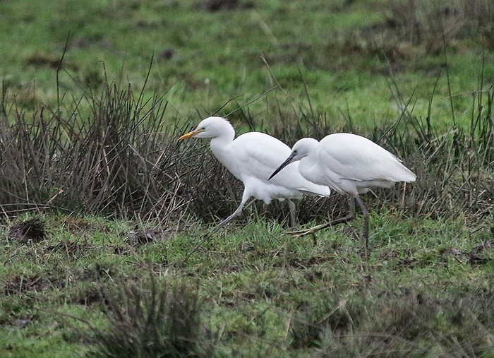 Cattle Egret