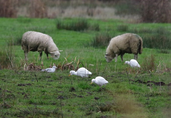Cattle Egret
