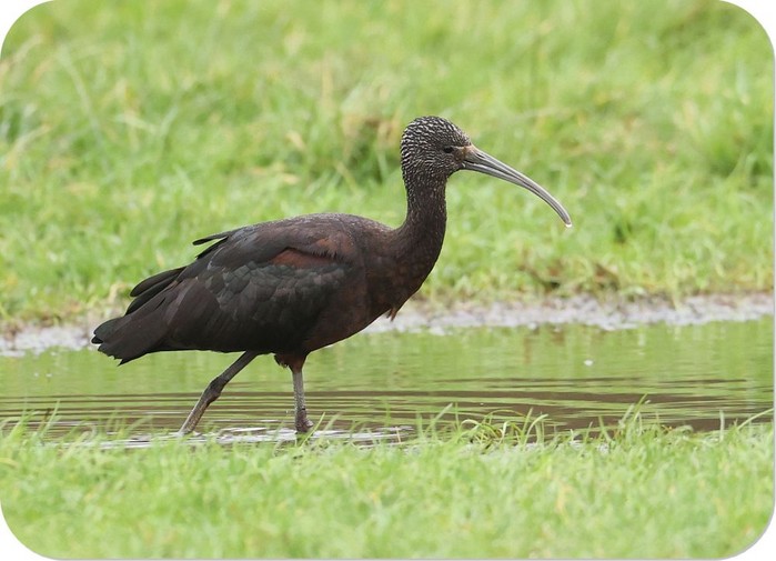 Glossy Ibis