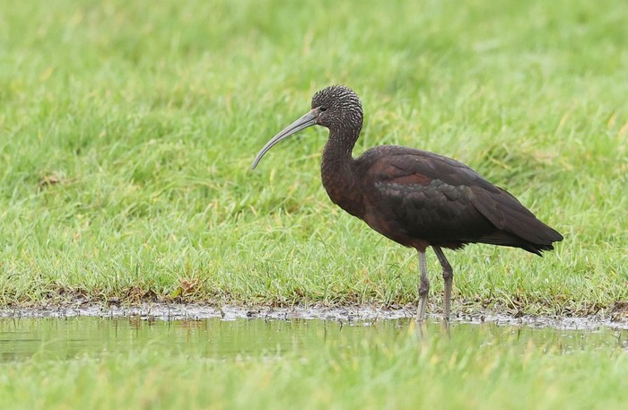 Glossy Ibis