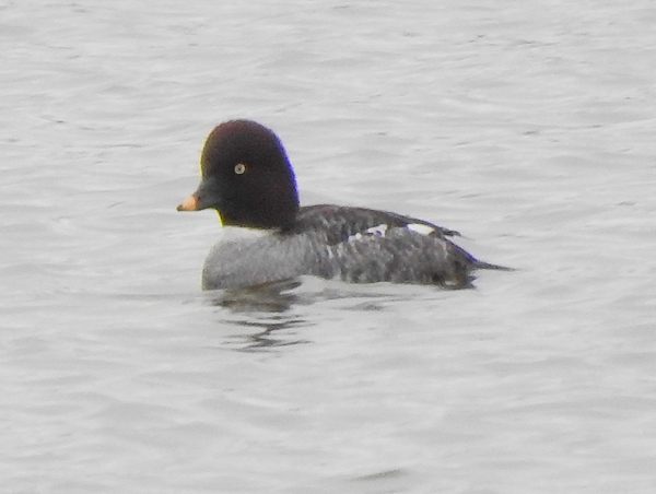 Goldeneye
