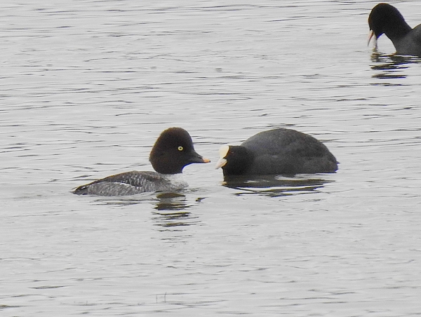 Goldeneye