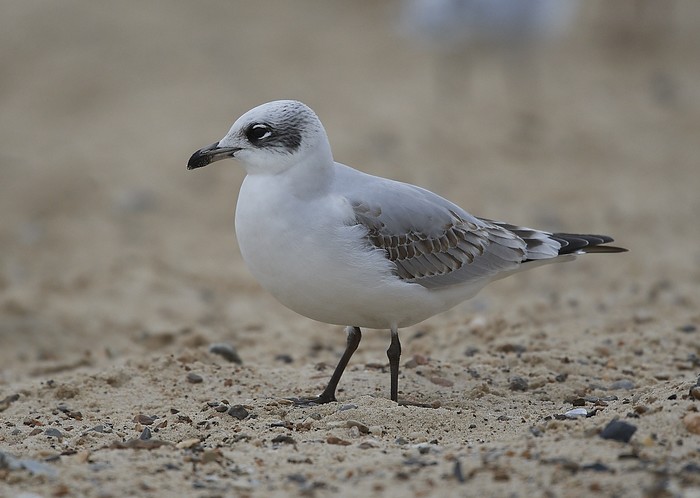 Mediterranean Gull