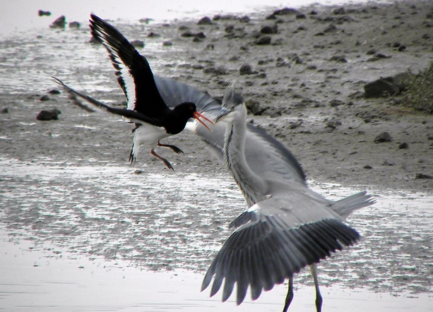 Oystercatcher