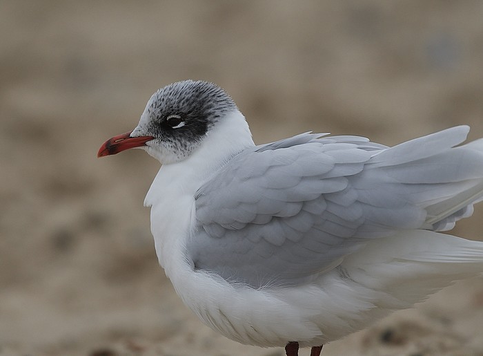 Mediterranean Gull