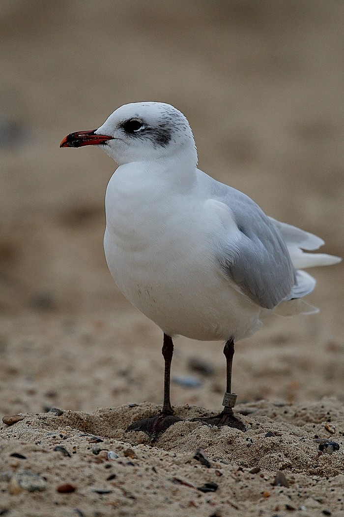 Mediterranean Gull