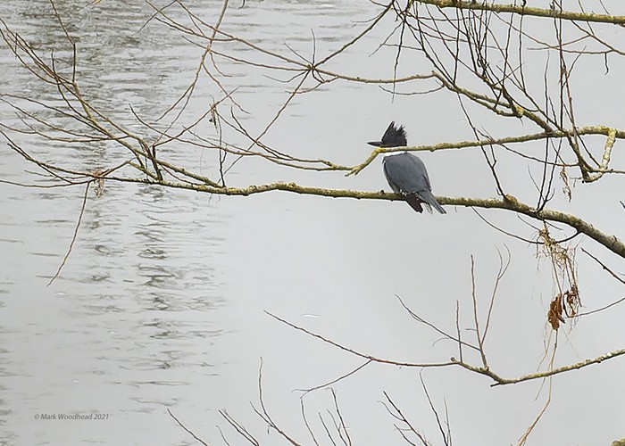 Belted Kingfisher