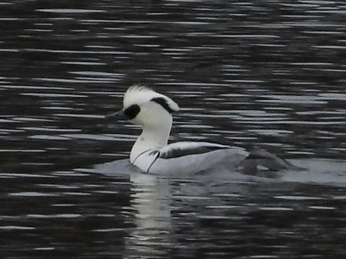 Smew