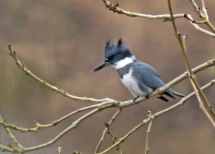 Belted Kingfisher
