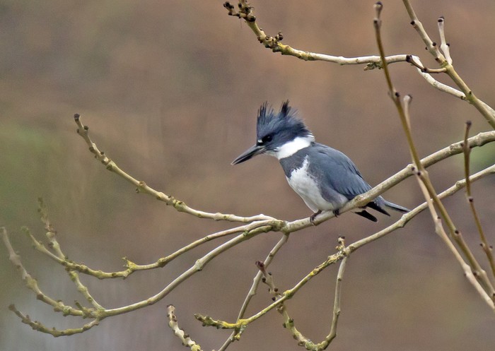 Belted Kingfisher