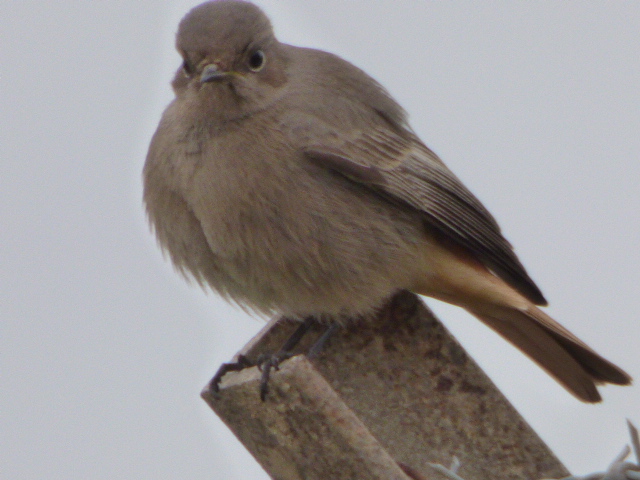 Black Redstart