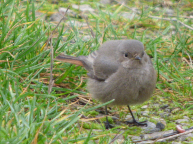 Black Redstart