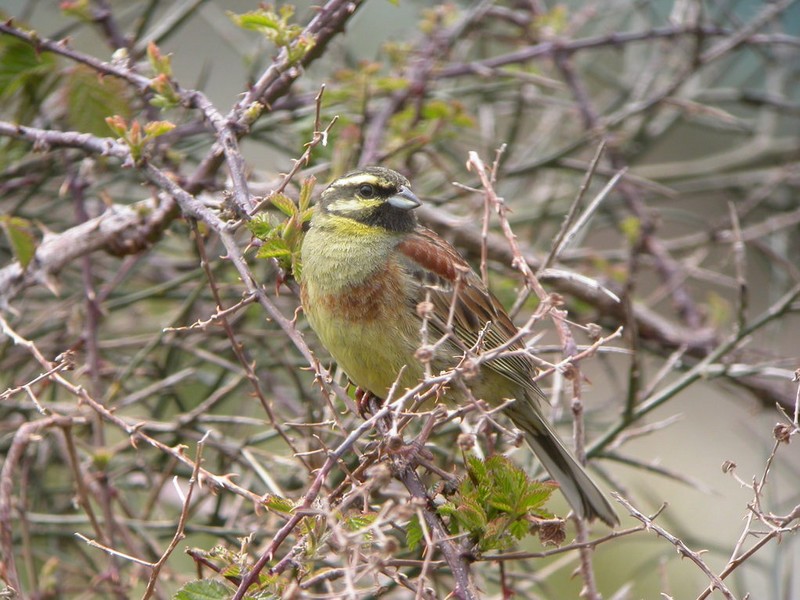 Cirl Bunting