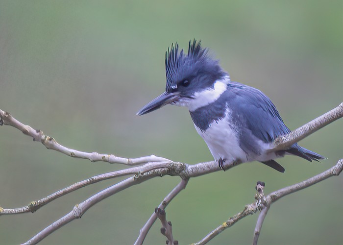 Belted Kingfisher