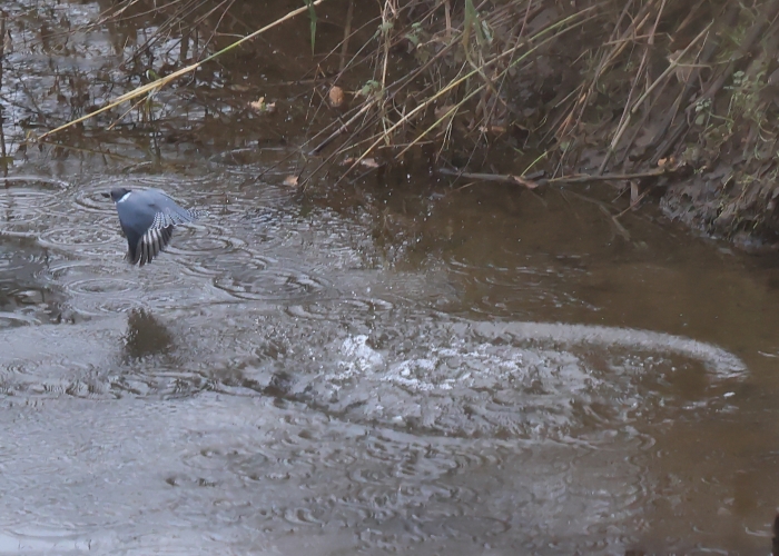 Belted Kingfisher