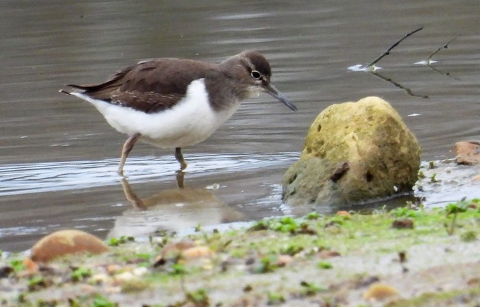 Common Sandpiper