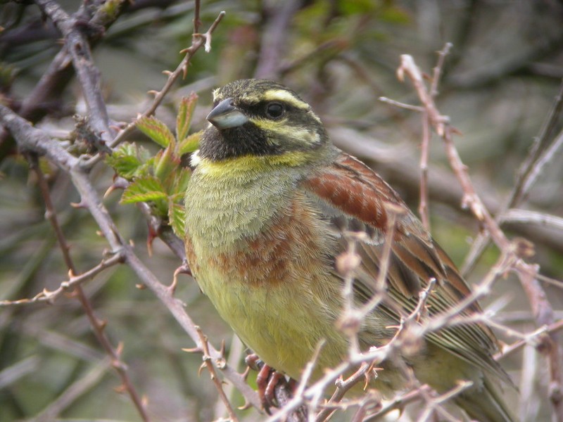 Cirl Bunting