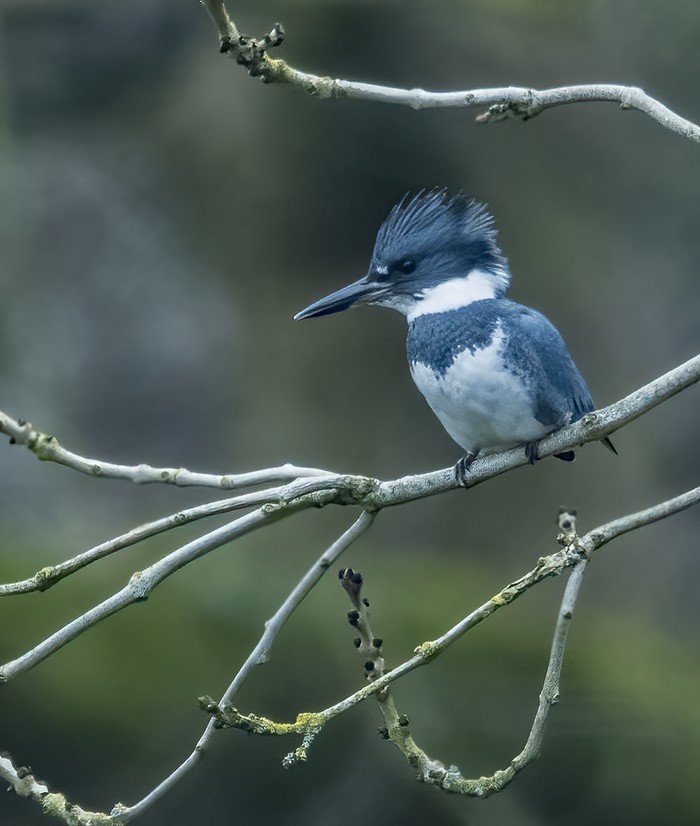 Belted Kingfisher