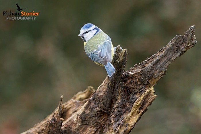 Blue Tit