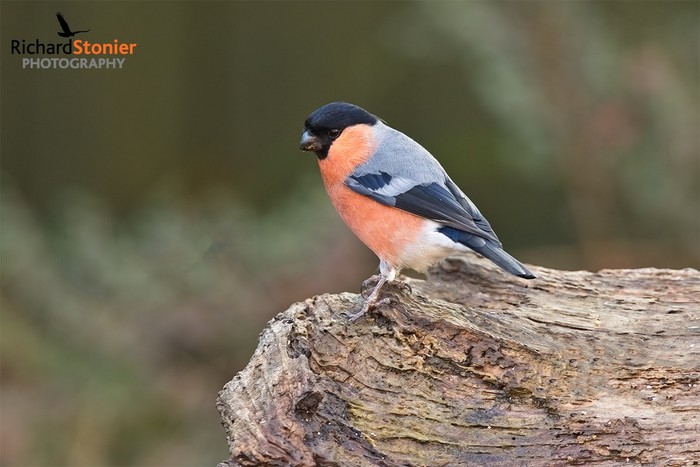 Bullfinch