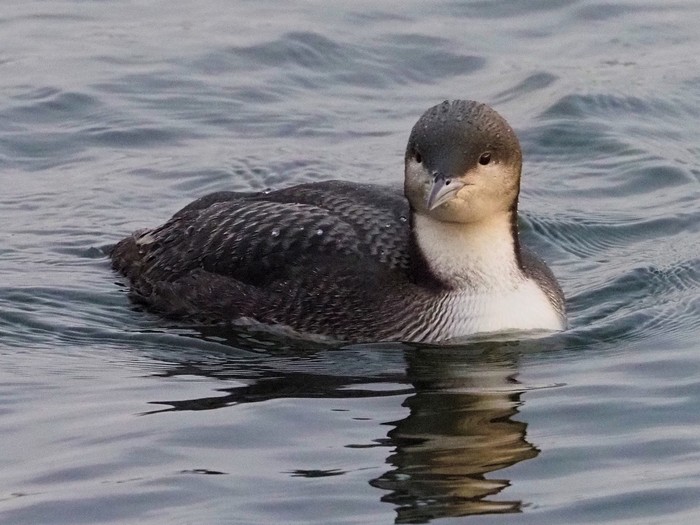 Pacific Diver