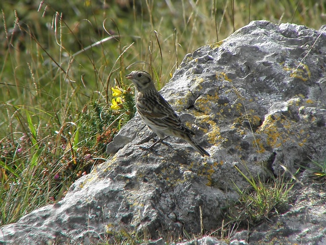 Lapland Bunting