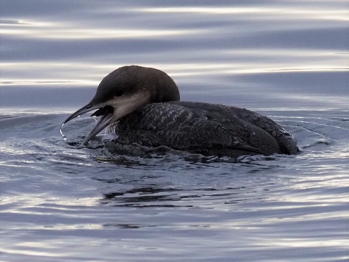 Pacific Diver
