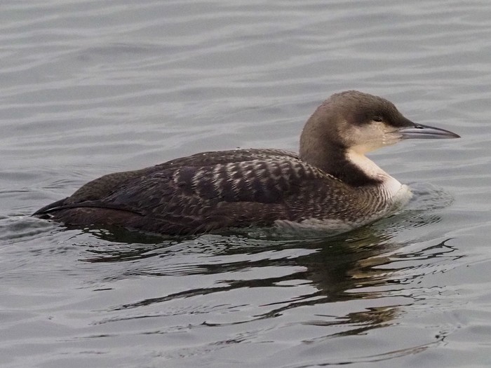 Pacific Diver