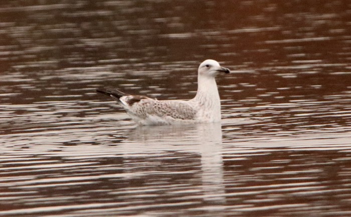 Caspian Gull