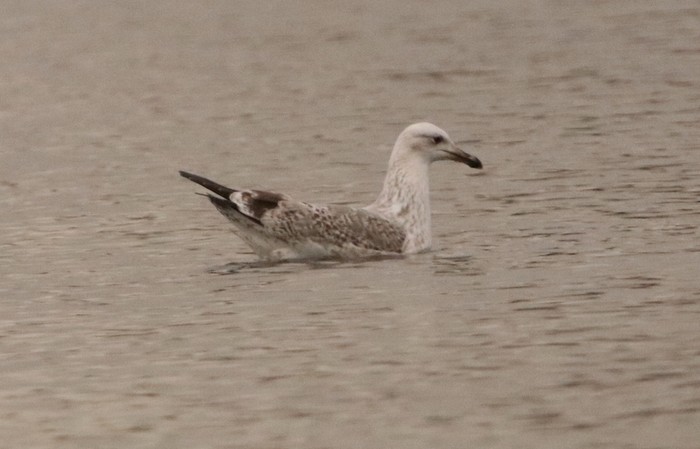 Caspian Gull