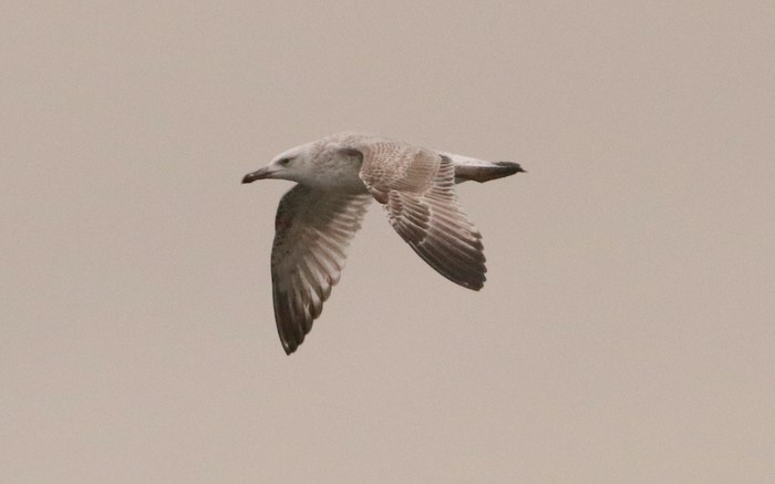 Caspian Gull