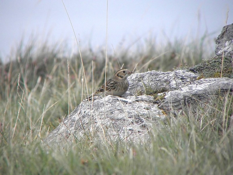 Lapland Bunting