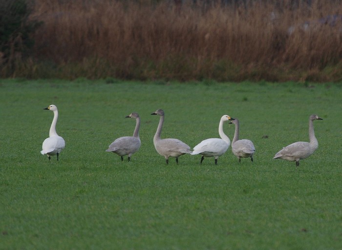 Bewick's Swan