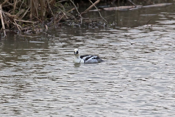 Smew