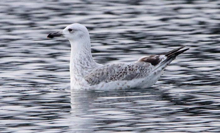 Caspian Gull