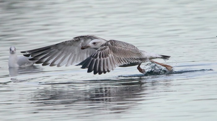 Caspian Gull
