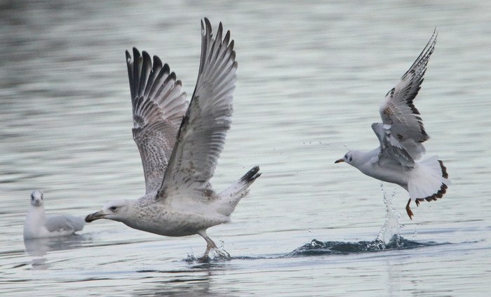 Caspian Gull