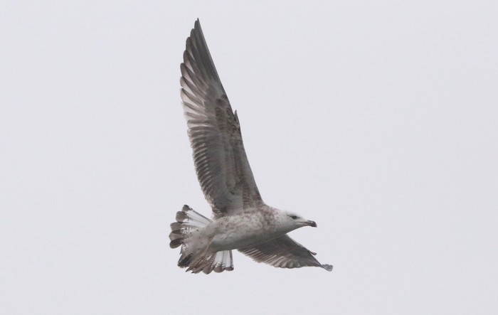 Yellow-legged Gull