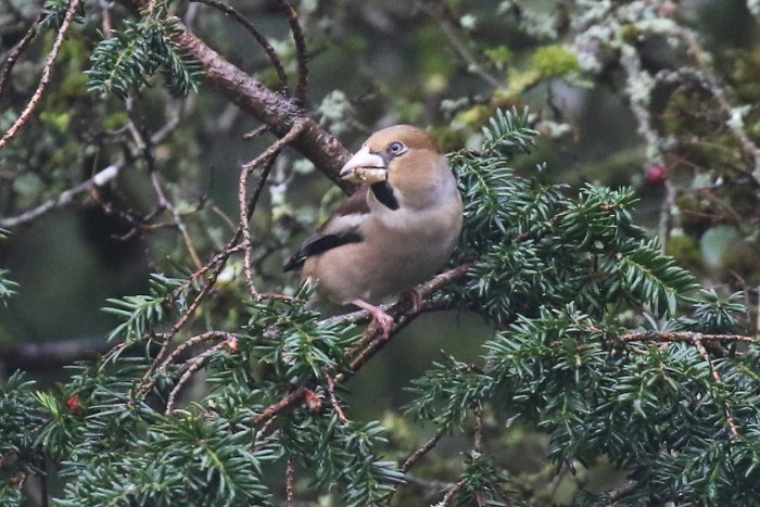 Hawfinch