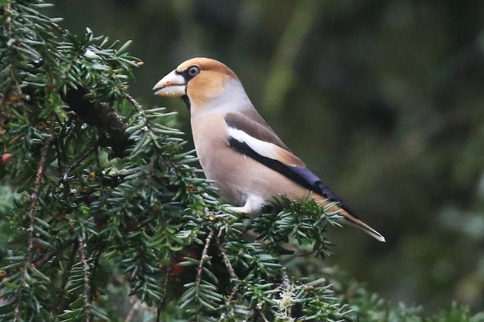 Hawfinch