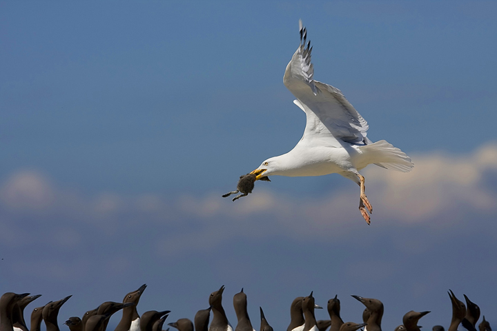 Herring Gull