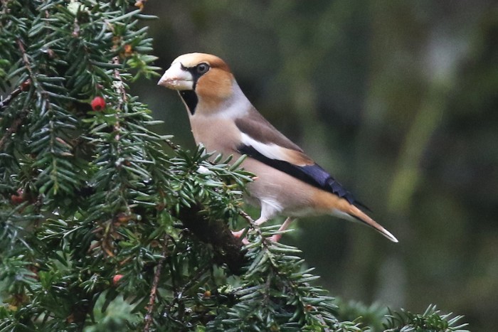 Hawfinch