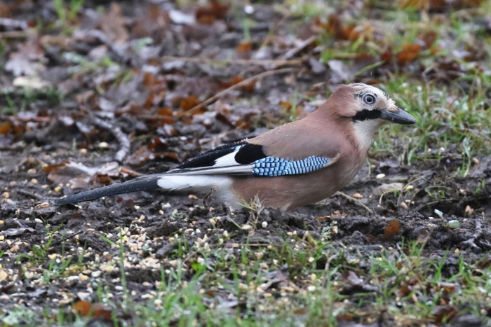 Jay
