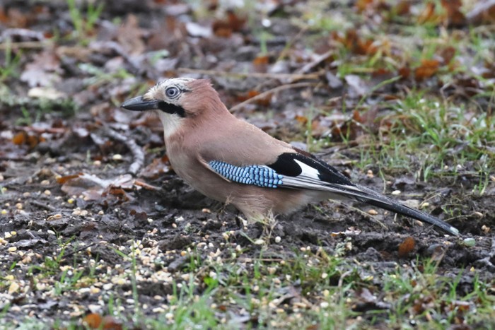 Jay
